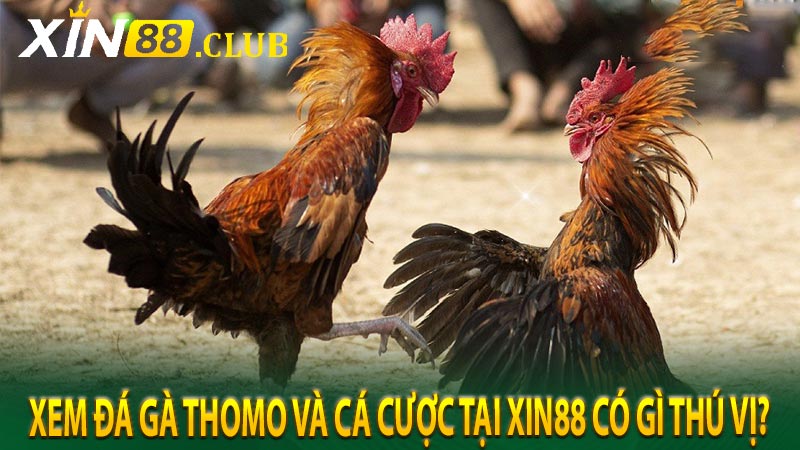 Xem đá gà thomo và cá cược tại Xin88 có gì thú vị?